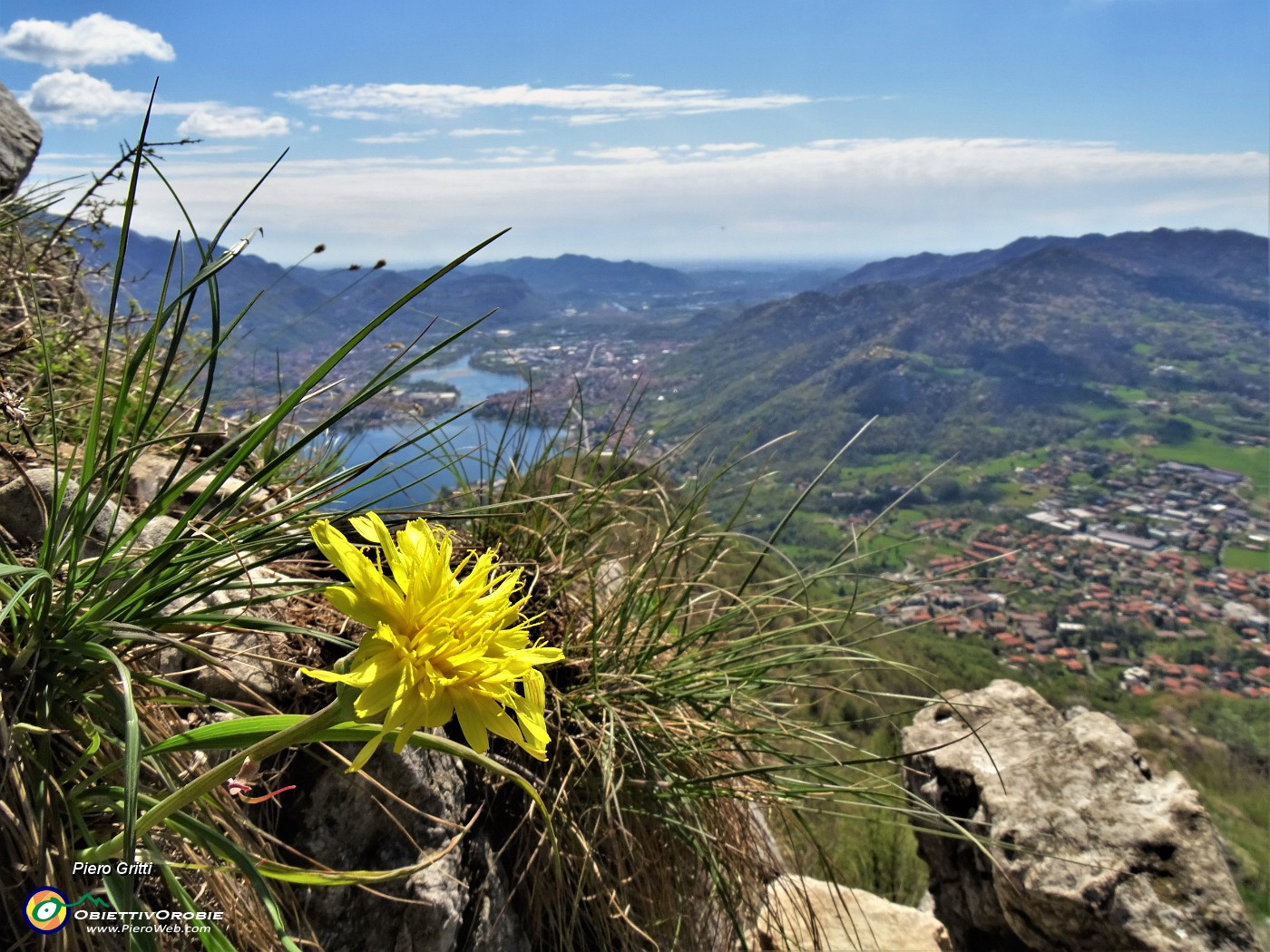 47 Hieracium (Sperviere alpino) dalla vetta del Monte Barro.JPG